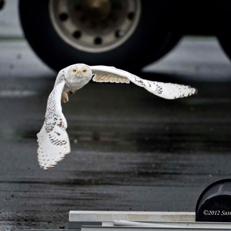 An snowy owl flying low across the pavement