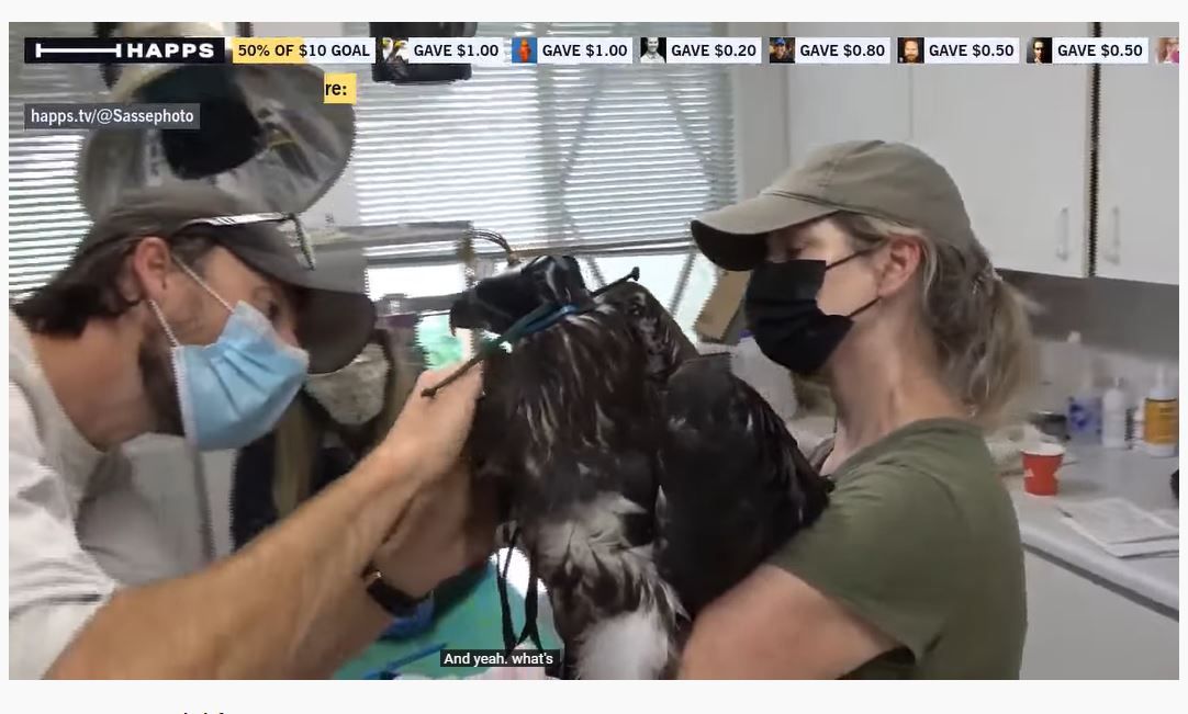 Raptor rescue during a heatwave - The Humans & Wildlife Show